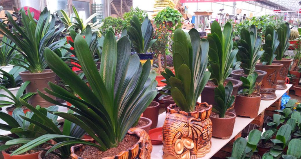 君子兰烂根处理后栽植要不要浇水,君子兰怎么浇水的正确方法