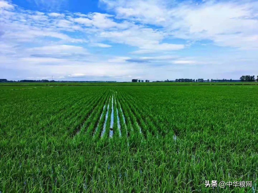 稻米产业提质增效方法,水稻产业促乡村振兴