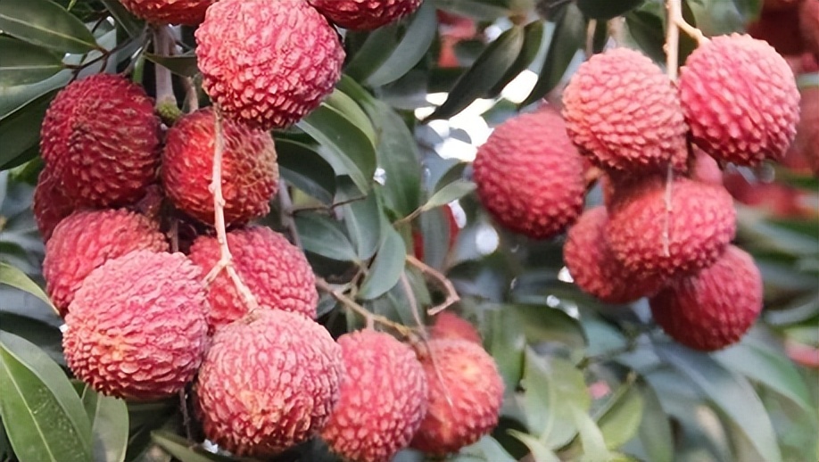 「品牌展播」中国地理标志农产品品牌展播（海南海口篇）