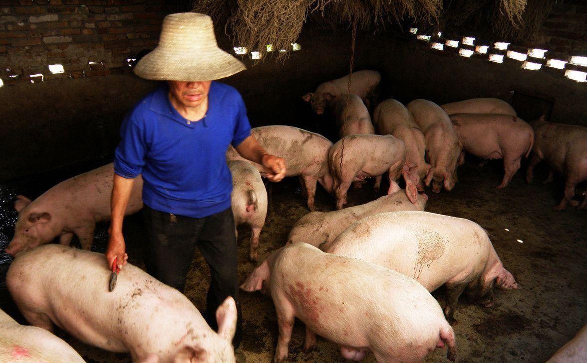 法国猪肉“进攻”中国市场？两国签下大单，我国还需要进口猪肉吗