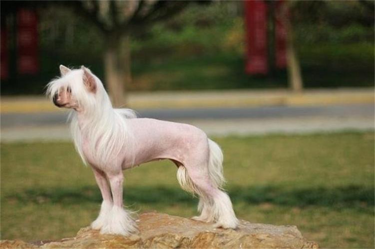 狗狗吃什么食物可以美毛,狗狗掉毛吃什么食物能改善