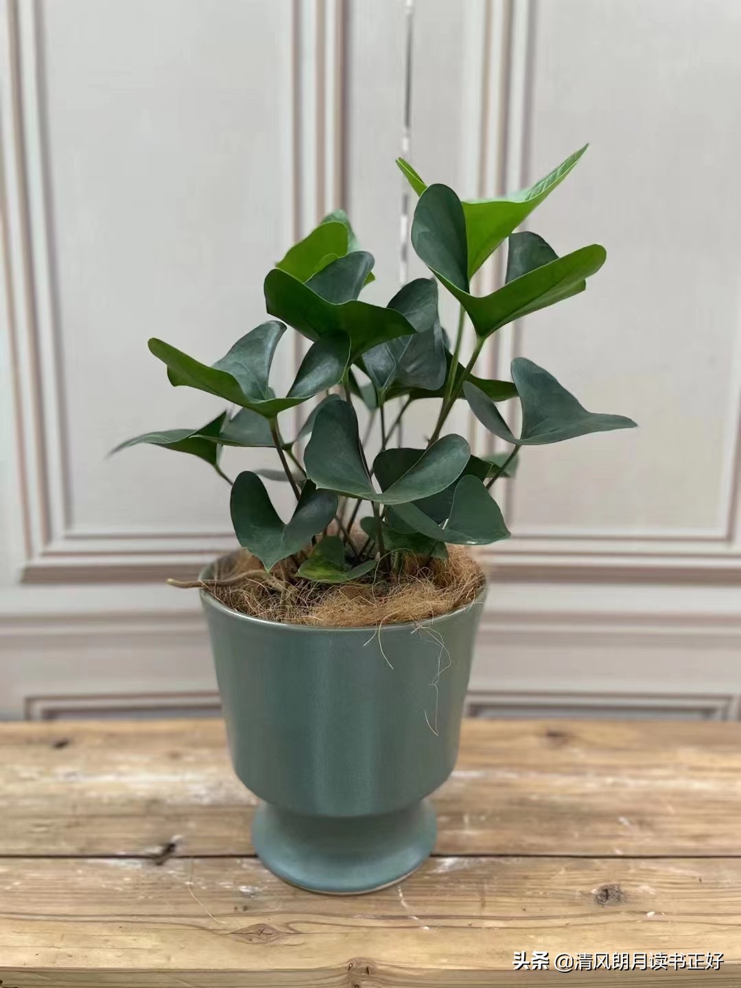 利用条件反射治疗疾病的方法,经典条件反射如何提高学习效率