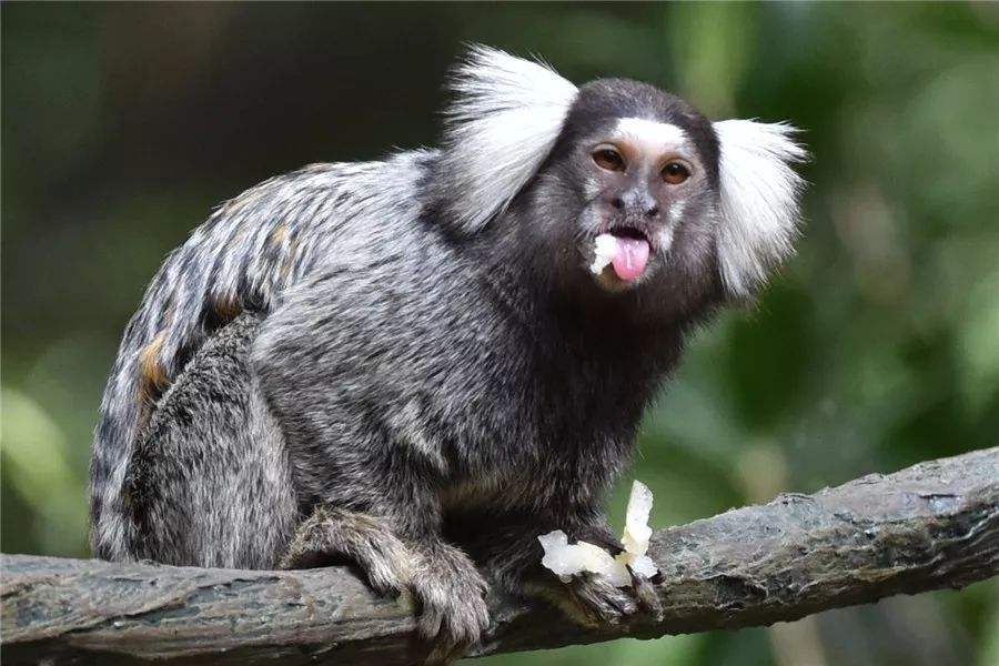 男人在路边意外捡到一只野猴子,男子捡到一只猴子带回家