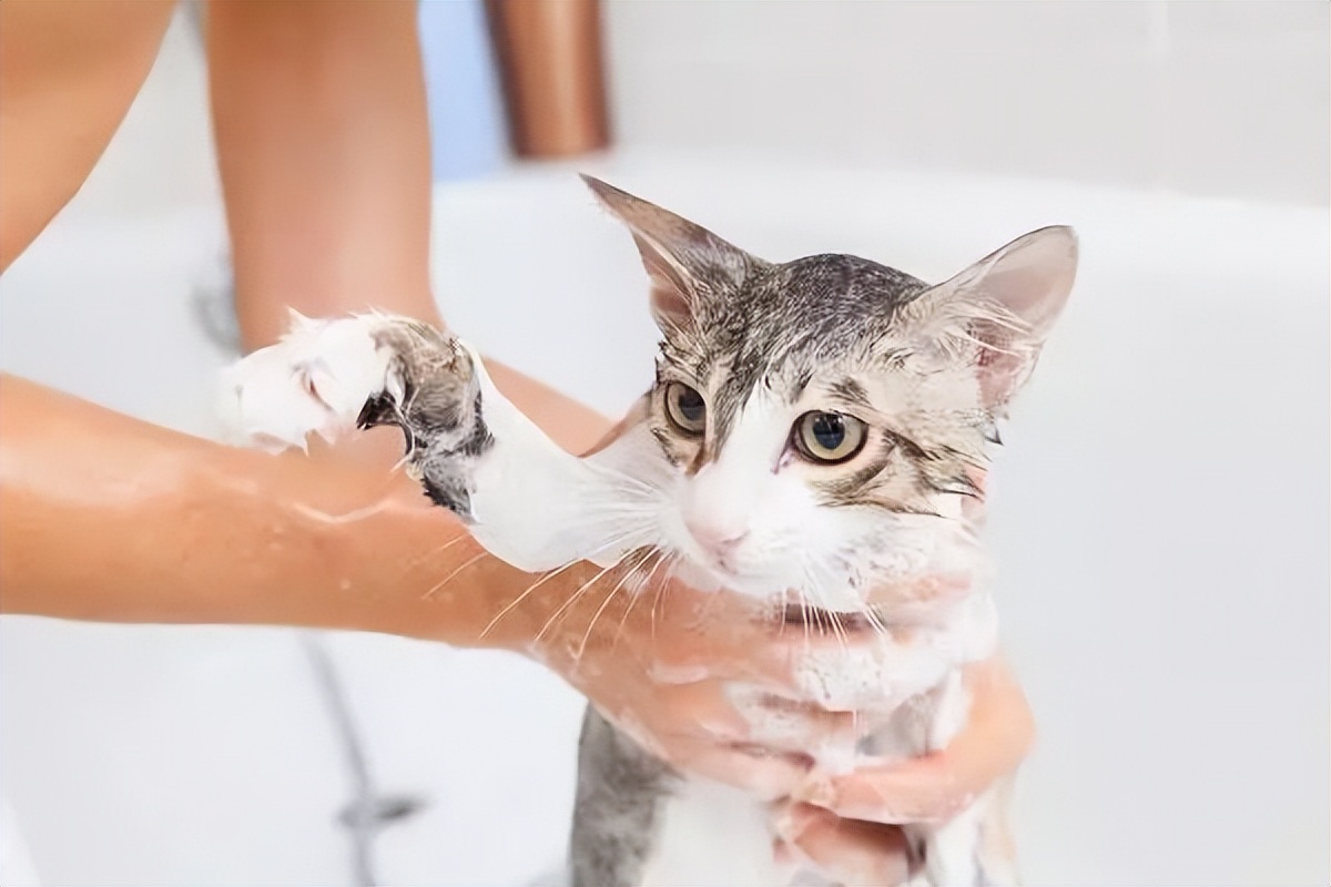 猫咪讨厌你的5个表现你中了几个,猫咪最讨厌的几种东西是什么呀