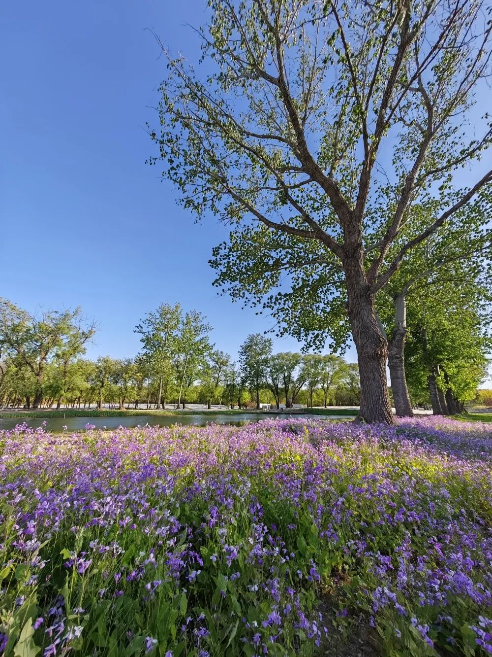 南苑森林湿地公园信息,南苑森林湿地公园门票