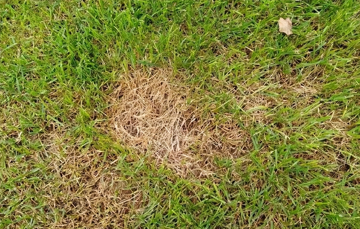 夏天草坪枯死都有哪些原因,夏季草皮枯黄怎么治