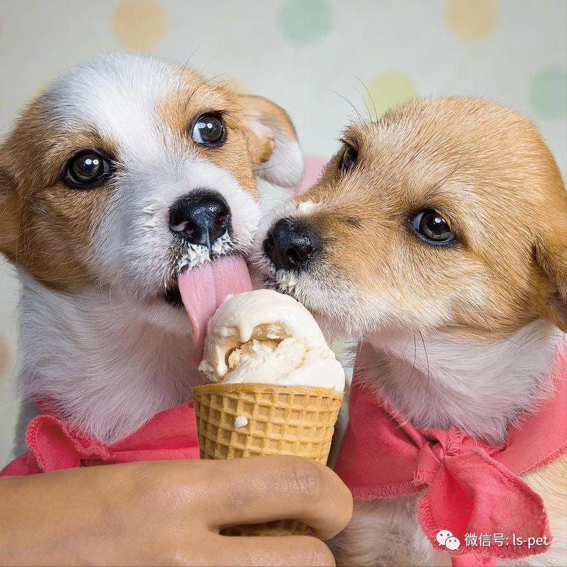 养狗的好处和坏处共9篇,养狗对抑郁症有什么好处和坏处