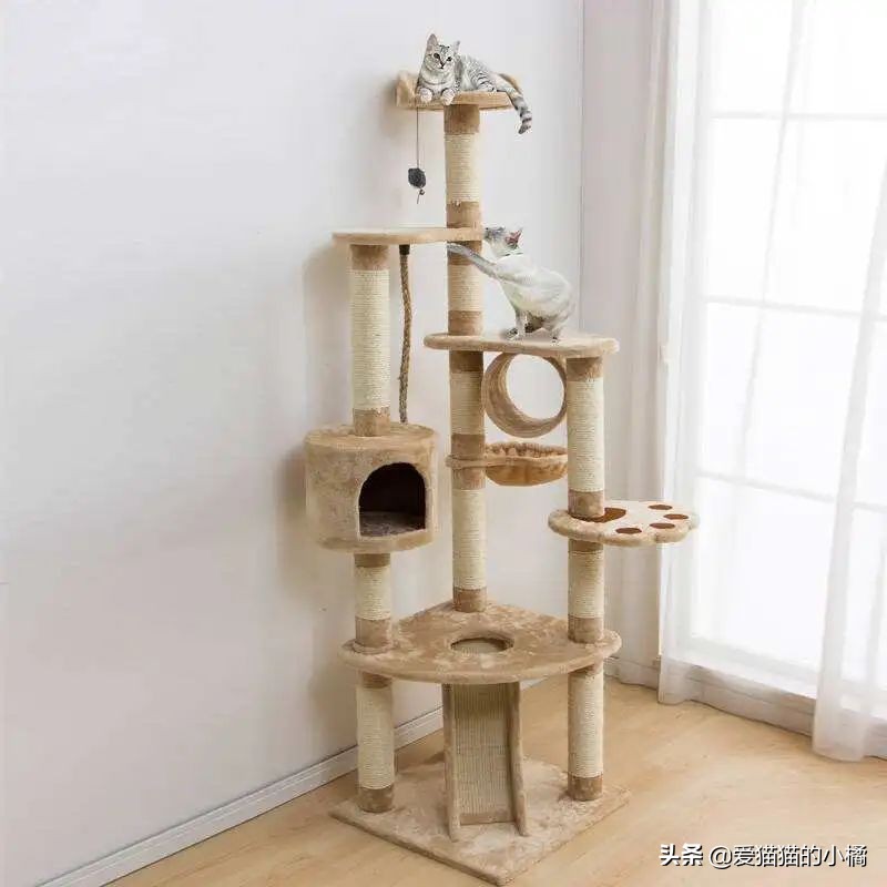 第一次养猫哪种喵星人最适合新手 (养猫必备清单及价目表)