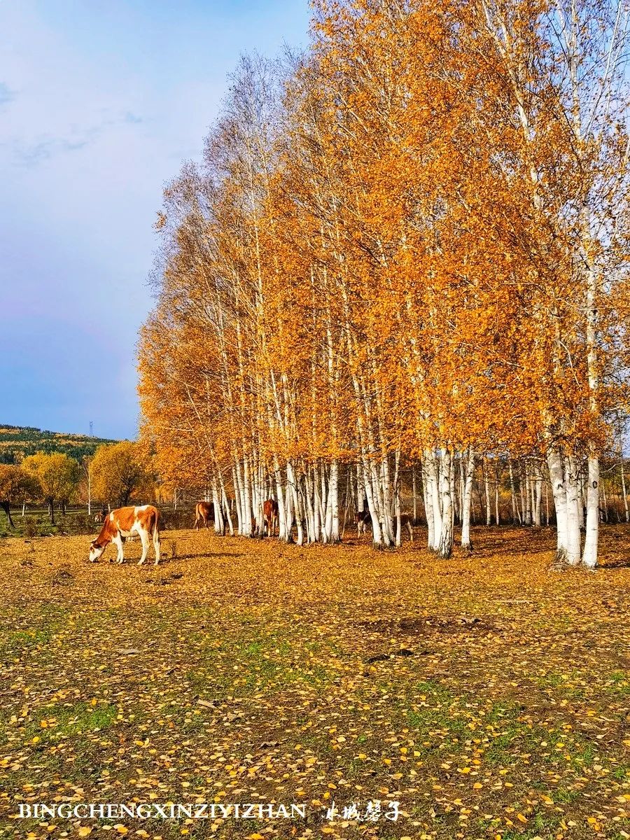 秋天大兴安岭最美的地方,秋天美丽的大兴安岭