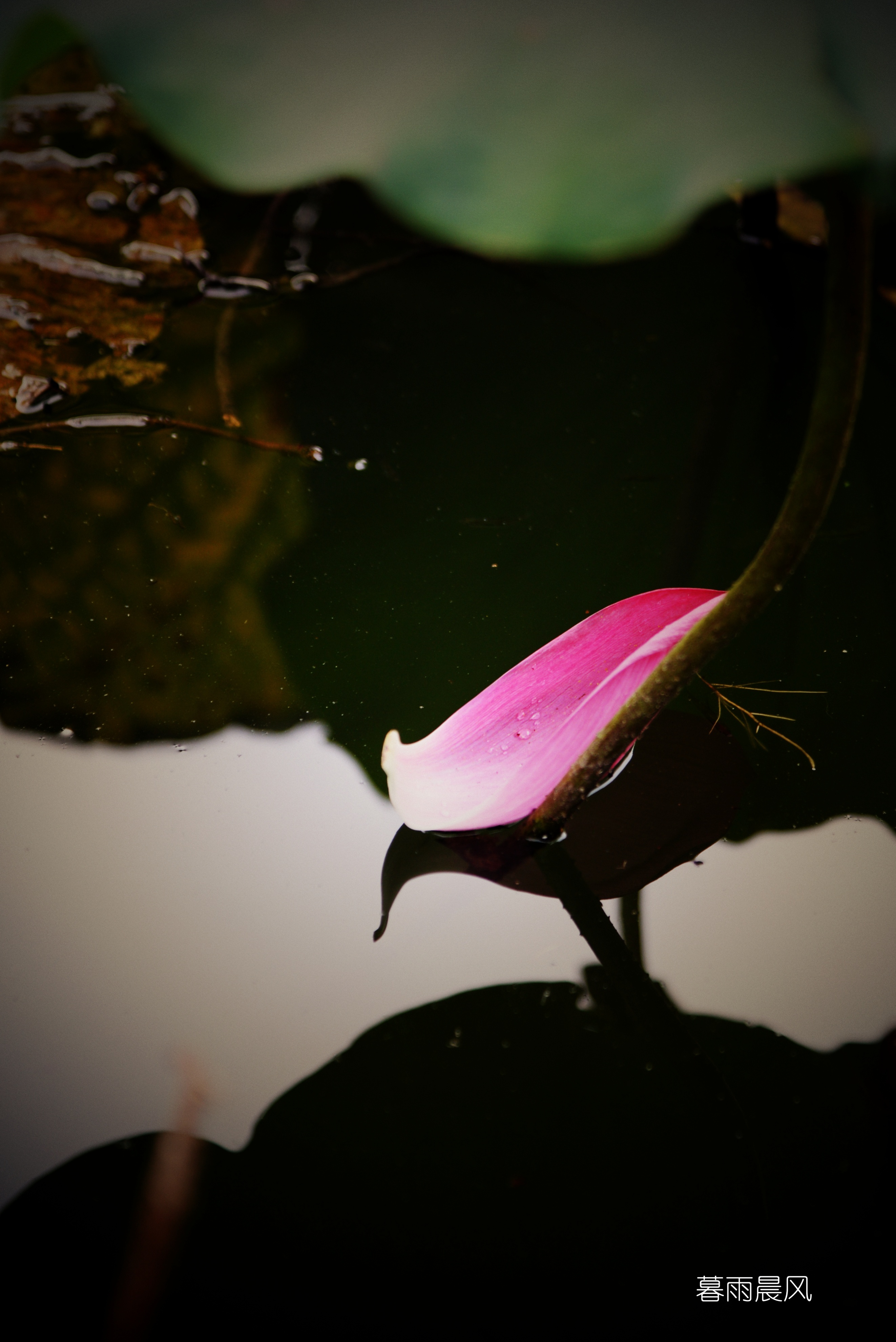 2014年黄山游,2014黄山银毫