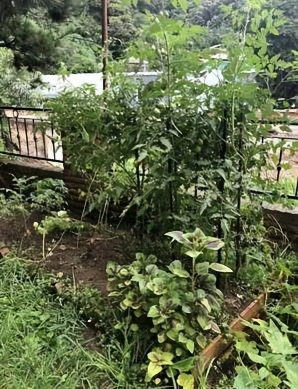 40岁汤唯穿裙子,汤唯穿绿裙长发飘飘