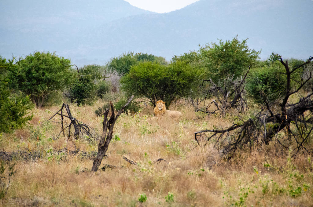 乱世英雄起,乱世英雄草头王