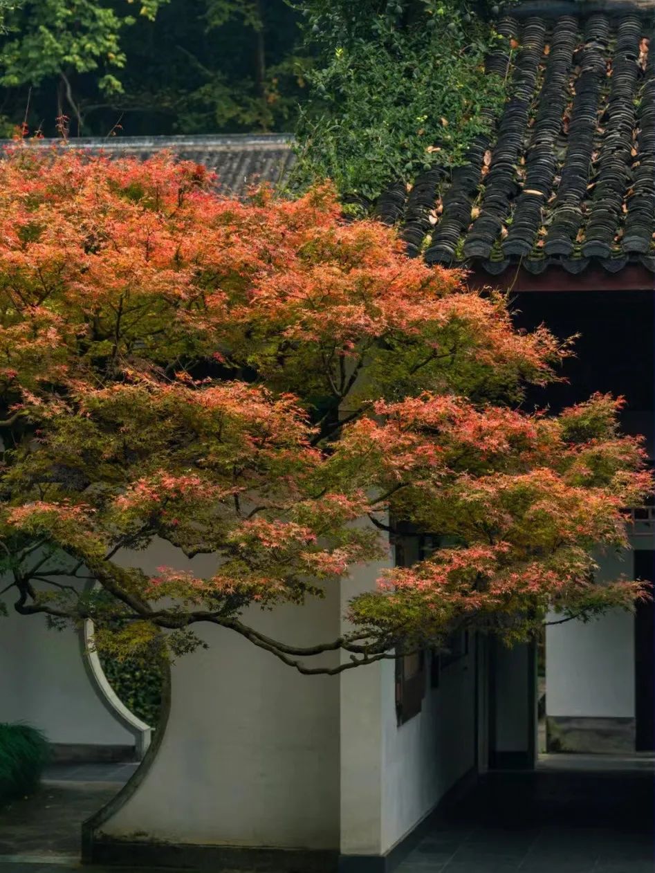 杭州秋日游攻略,杭州秋色上线这些赏秋地风景极佳