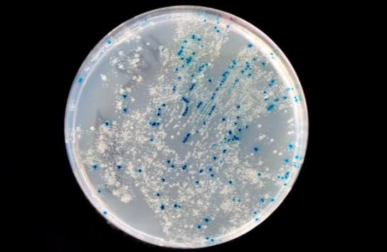 在牛身上掏个洞牛不会痛吗,牛为什么会在身上打洞