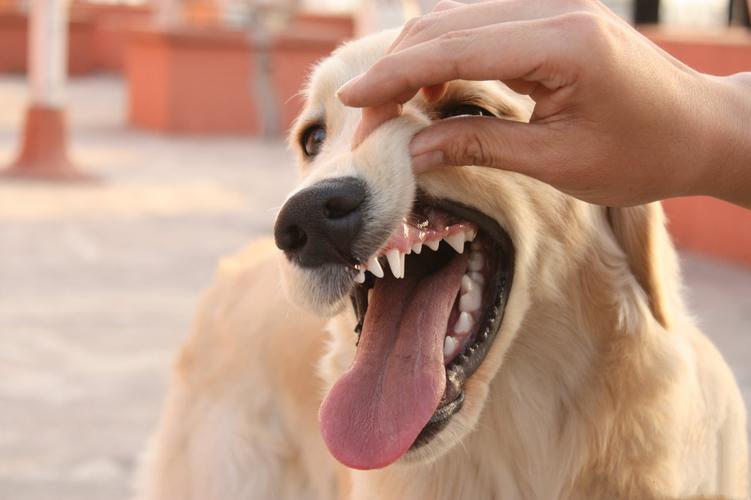 狗狗怎么防止被咬,狗狗怎么养才不会被咬