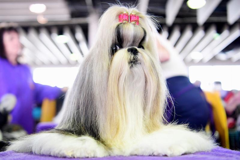 不同品种的狗狗性格差异有多大,16种常见狗狗的优缺点