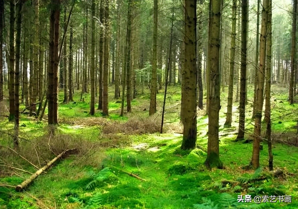 冬眠的小动物创意美术教学,幼儿美术丛林里的狮子美篇