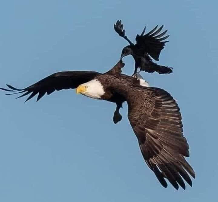 羽量级对战,羽量级最强抗击打