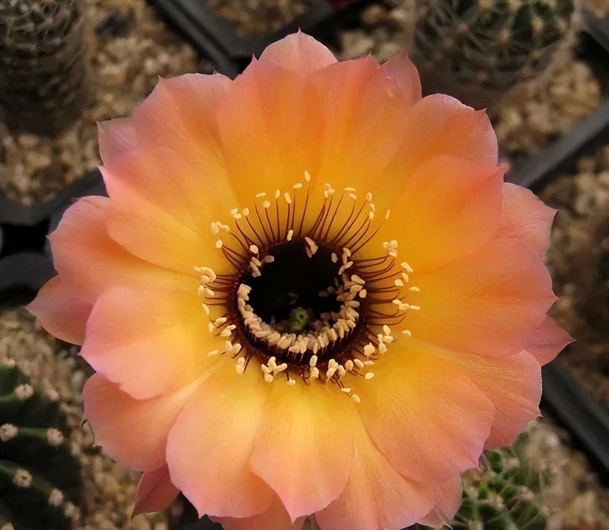 200种·仙人球开花图鉴，大开眼界，美到爆