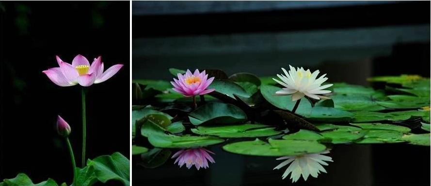荷花睡莲你能分清吗,荷花和睡莲你能真的分得清楚吗