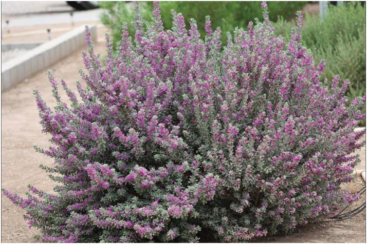 经典玫瑰品种 (玫瑰植物品种)