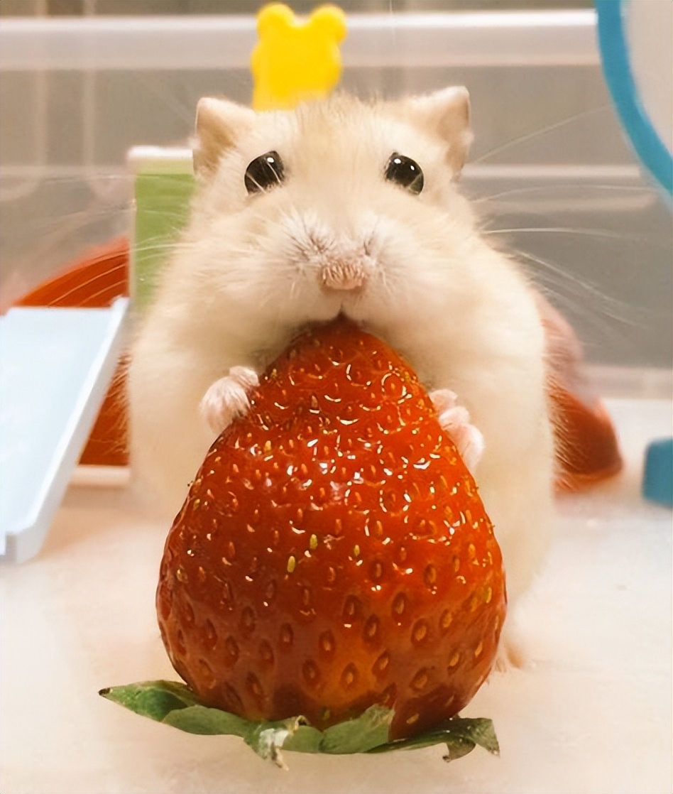 仓鼠很可爱的时候,仓鼠可爱的时候