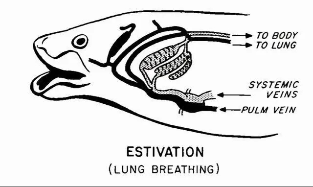 人类到底是原住民还是外星移民,人类是不是星际移民