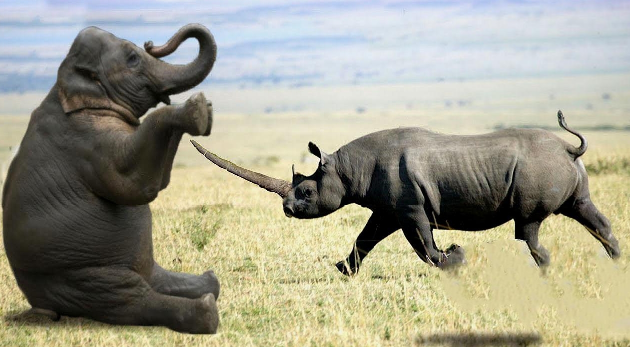 大象与犀牛是不同的物种，非洲公象，为何还要*暴强**犀牛呢？
