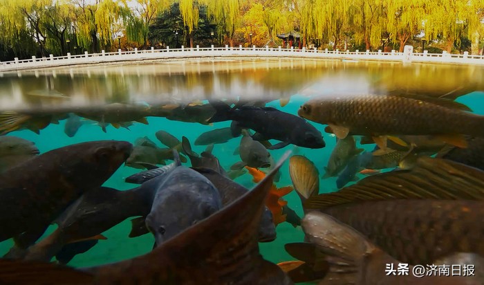 诗画名泉|珍珠泉：一泓映绮疏可以鉴须眉