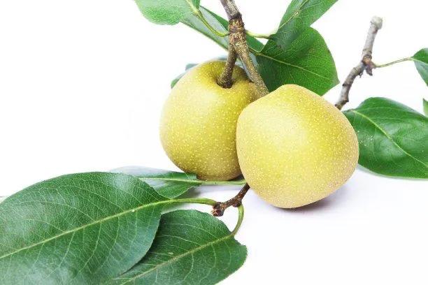 甜蜜脆梨的种植方法,甜脆梨种植技术视频