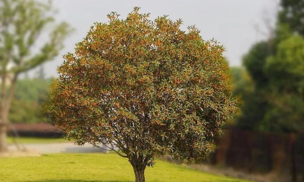花园适合种的植物,在花园种植哪些植物比较适合