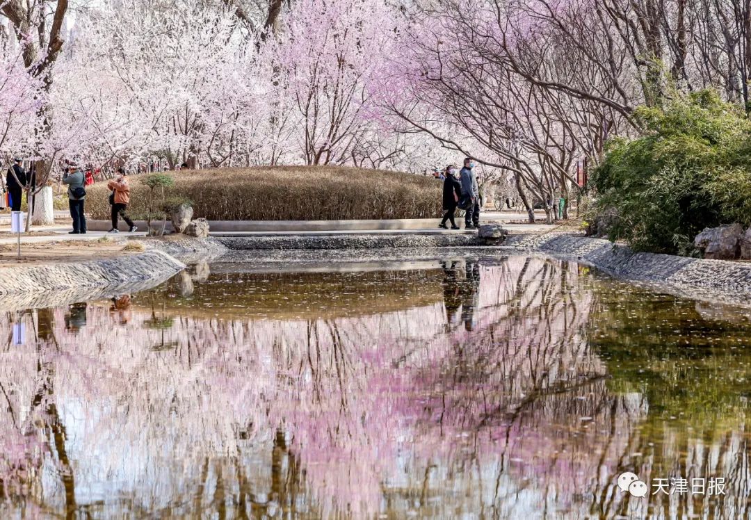 今年天津的桃花堤的桃花节是几号,天津桃花节旅游线路推介