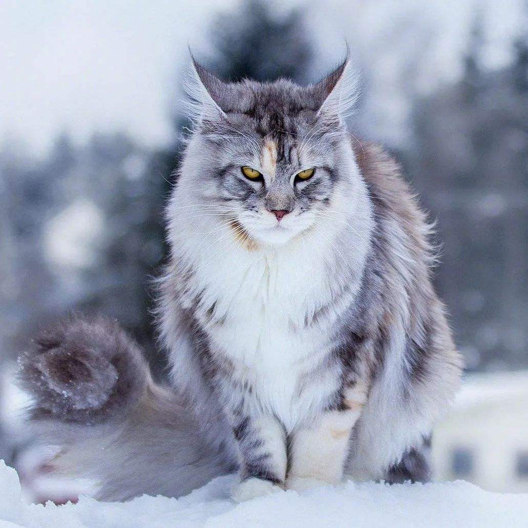 这6种猫不贵又好养养到就赚到,这六种猫养不得