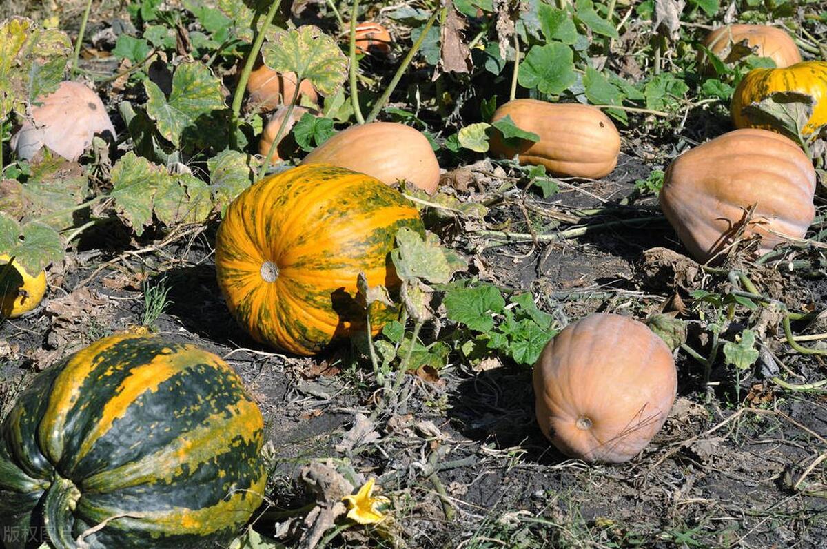 北方春季露天种植的蔬菜有哪些,北方现在芒种种什么时令蔬菜