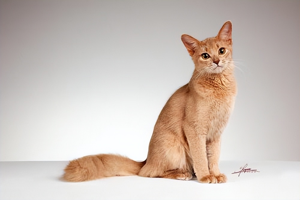 国外猫和国内猫品种,中国国猫是哪一个品种的猫