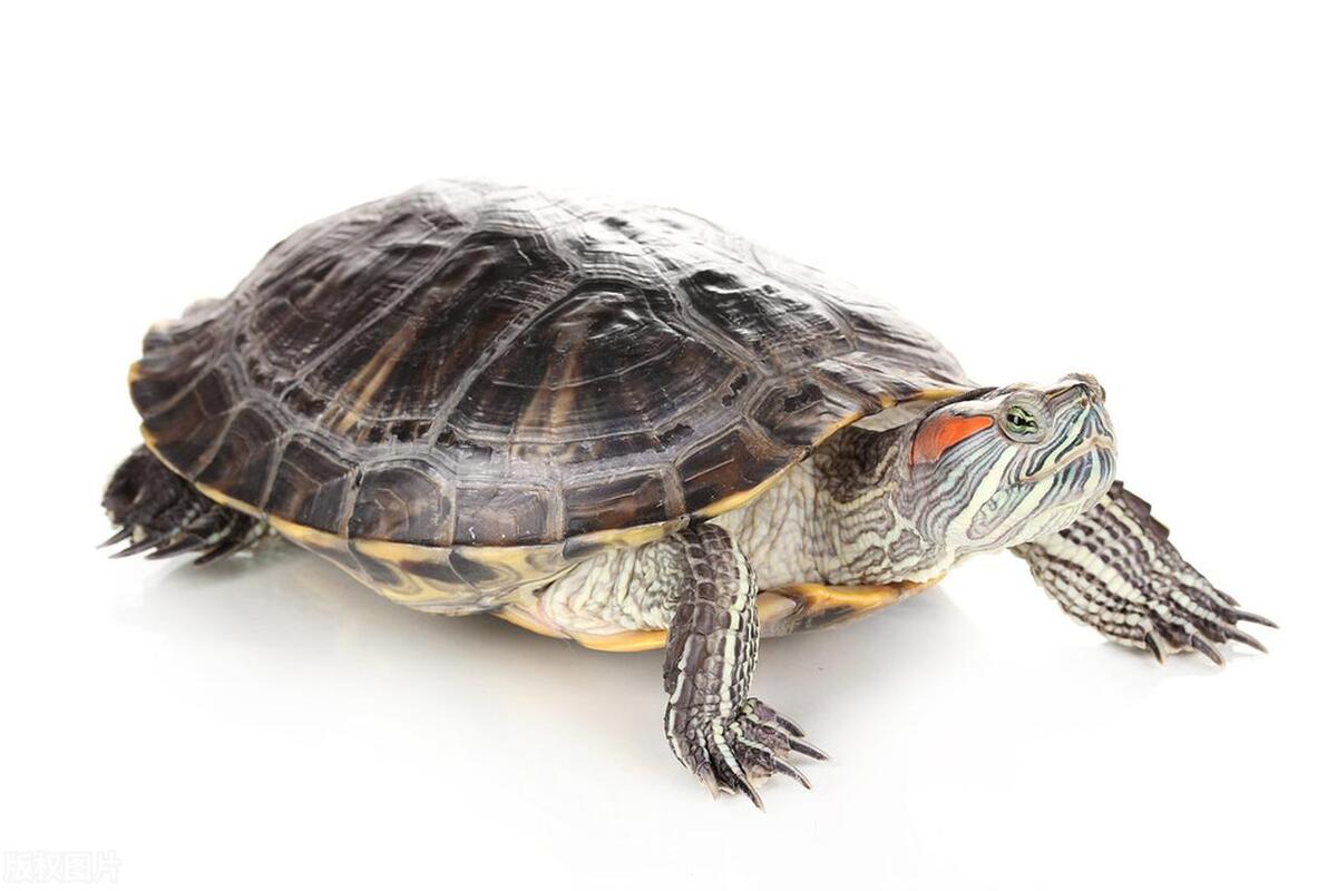 养乌龟新手入门养什么龟比较好,养乌龟多大的龟缸合适