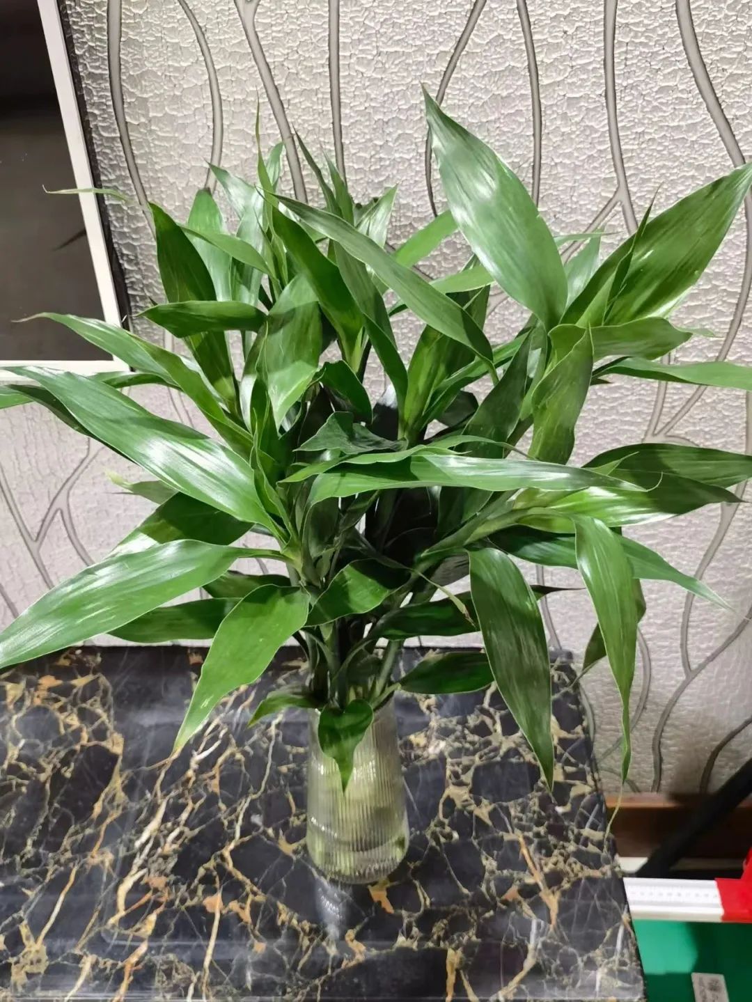 家庭招财植物摆放禁忌,家里适合摆放什么招财的植物