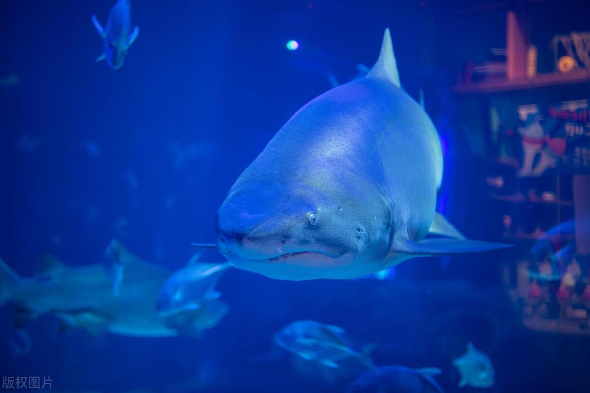 鲨鱼的超能力：如何在黑暗和寂静中找到猎物和敌人？