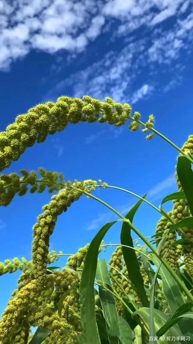 自然而然才是顺其自然,顺其自然随遇而安随性洒脱