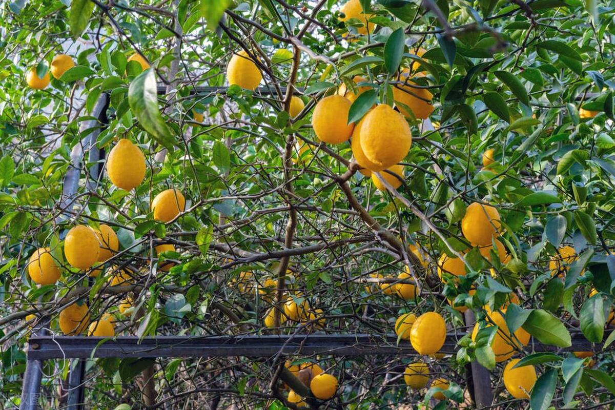 柠檬树盆栽家里影响风水吗,柠檬的叶子卷曲什么原因