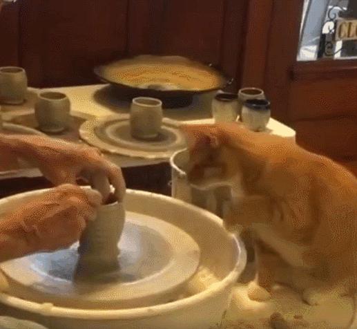 毕业季即将来临,毕业季小猫