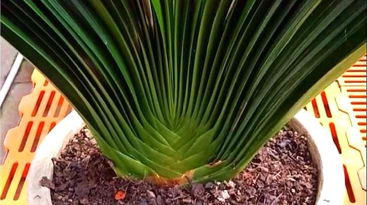 君子兰催花期可以用花多多12号吗,君子兰催花用什么最好养