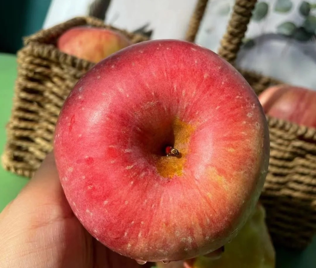 怎么辨别苹果产地,苹果的产地如何分辨