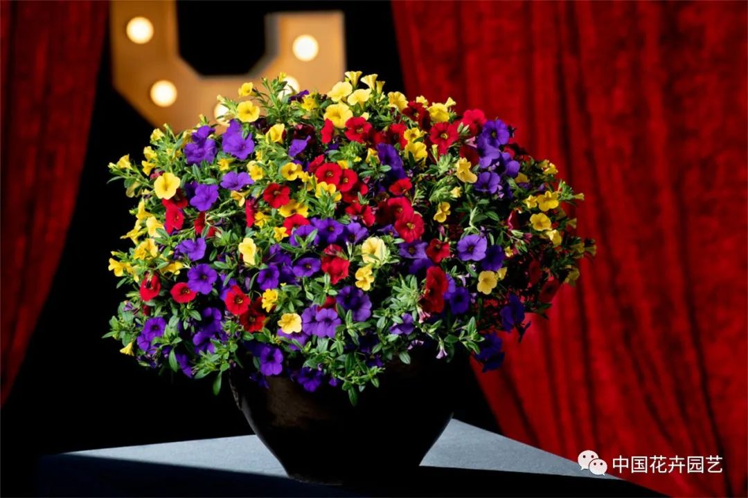 鑺卞崏鍝佺灞曠ず,鏂颁紭鑺卞崏鍝佺灞曠ず