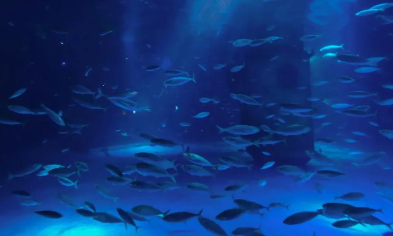 南京海底世界旅游景点攻略,南京十大海底世界景点