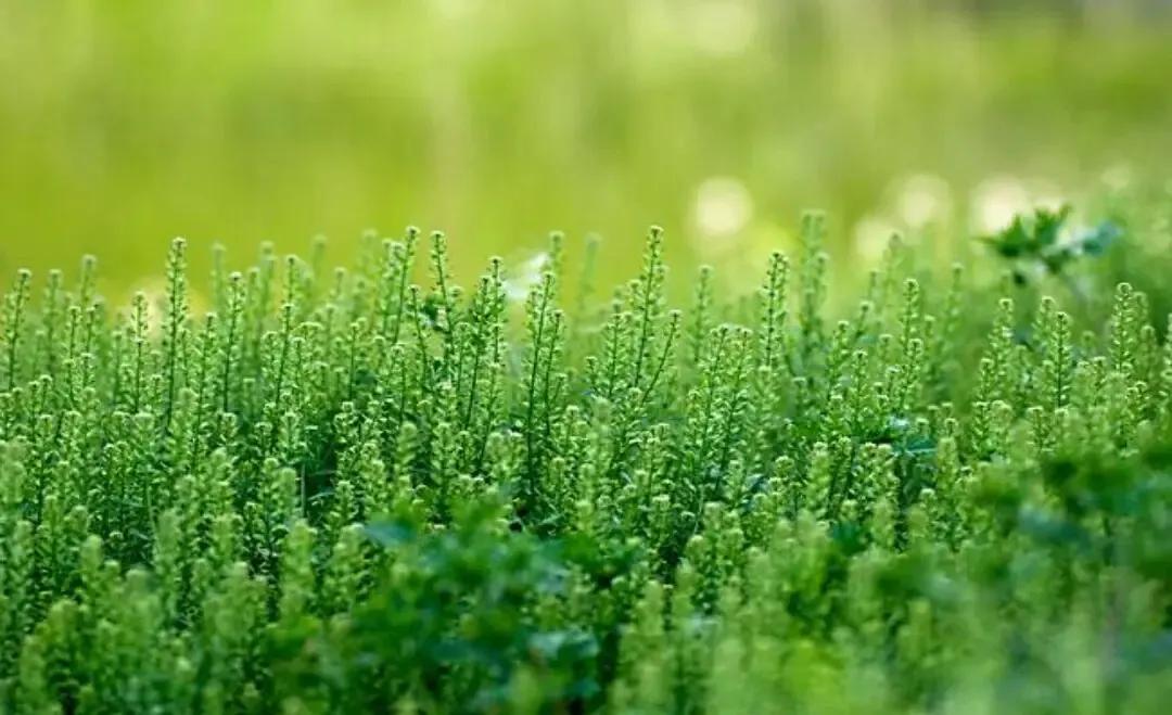 宋词梅尧臣,苏幕遮梅尧臣诗句