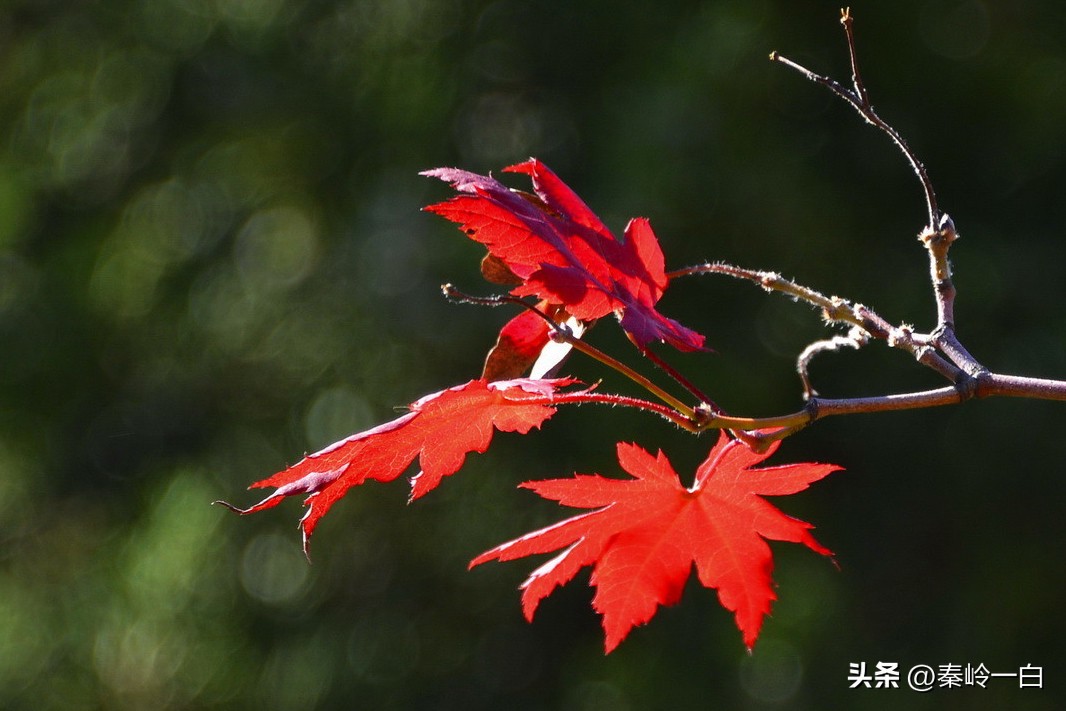 初唐四杰卢照邻的诗,初唐四杰卢照邻
