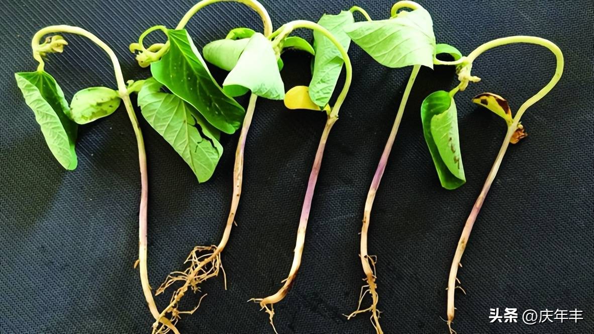 播种时覆土厚度一定要适宜为什么,播种时对土壤的要求