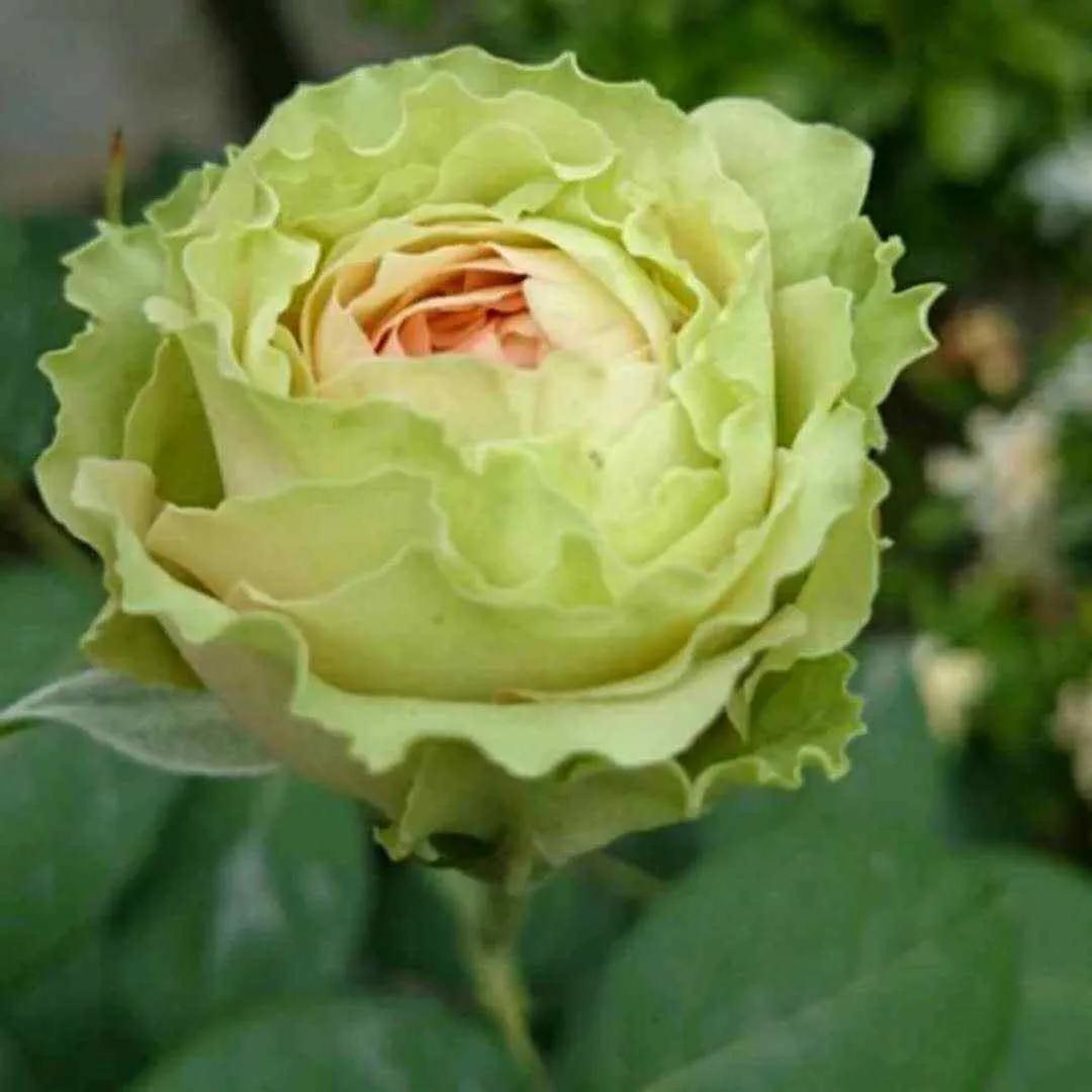 月季美图100张,妩媚动人的月季花图片