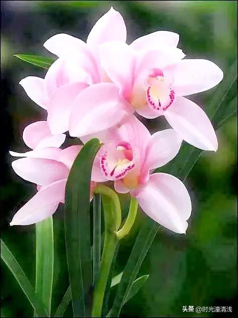 花中四君子之一兰花,兰花花草欣赏